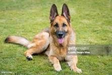 Memorial photo of Beloved Pet