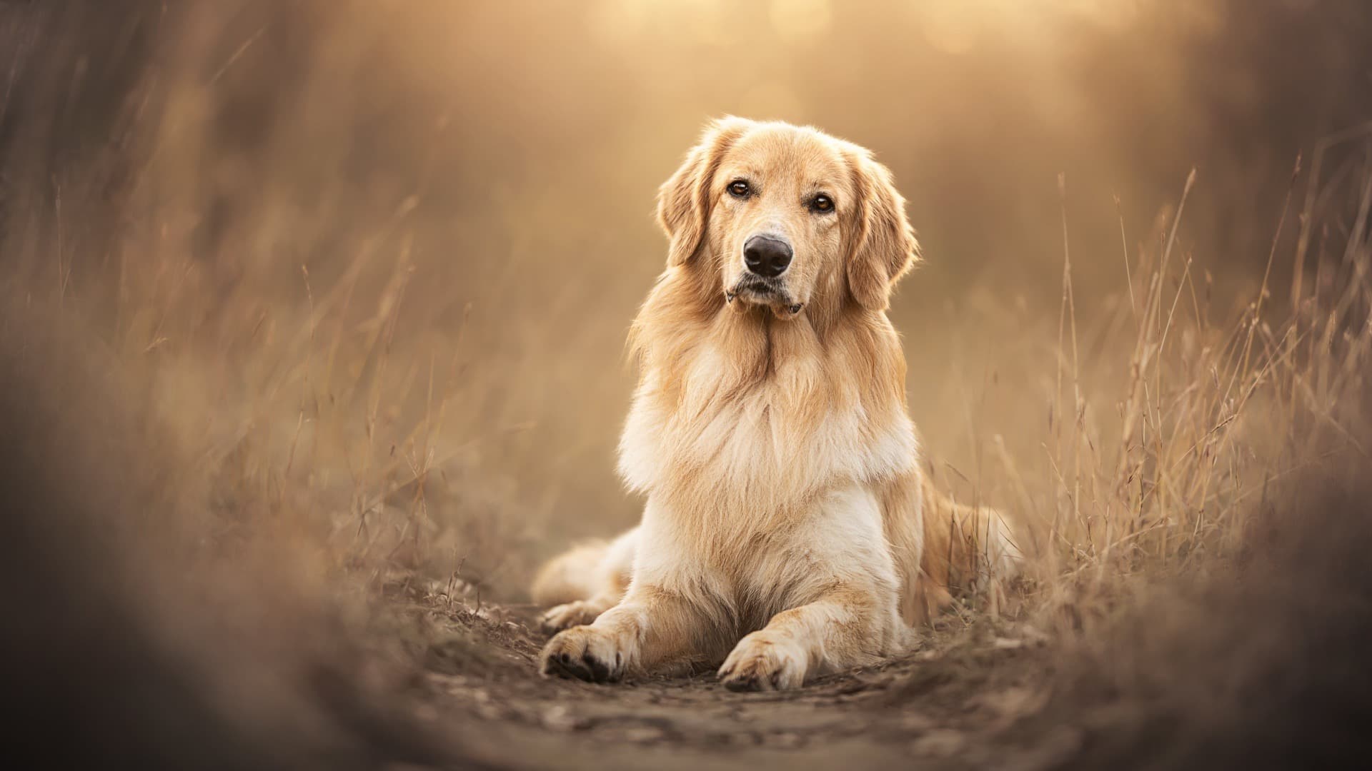 Memorial photo of Beloved Pet